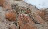 Search for Snow Leopards with Valerie Parkinson