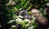 Chimps & Gorillas of Uganda
