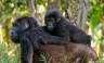 Chimps & Gorillas of Uganda