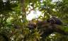 Chimps & Gorillas of Uganda