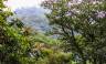 Monteverde Cloud Forest