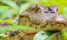 Tortuguero wildlife