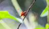 Tortuguero wildlife