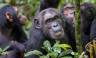 Chimps & Gorillas of Uganda