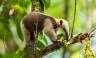 Tamandua