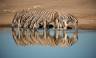 Etosha national Park, Namibia