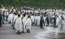 South Georgia and Antarctic Peninsula: Penguin Safari