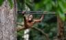 Borneo Wildlife Discoverer