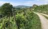 Walk The Prosecco Hills & Hidden Venice