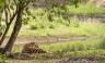 India Tiger Safari