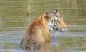 India Tiger Safari