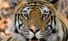 India Tiger Safari