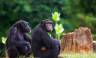 Chimps & Gorillas of Uganda