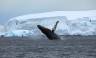 humpback whale breaching