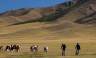 Horses and cyclists in Mongolia