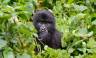 Chimps & Gorillas of Uganda