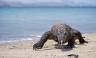 Komodo Dragon in Komodo Island National Park, Indonesia