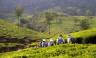 Kerala tea plantations