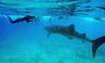 Snorkelling with Whale shark, Indian Ocean, Maldives