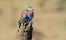 Lilac-breasted roller in the Masai Mara (image by Andrew Appleyard)