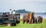 Minneriya Elephant watching in Sri Lanka
