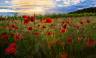 loire_poppy_field
