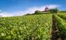 champagne-vineyards