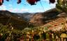 Douro Valley vineyards