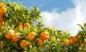 orange-trees-portugal