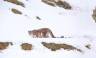 Search for Snow Leopards with Valerie Parkinson