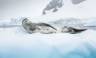 Antarctic Express: Crossing the Circle