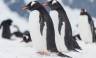 Antarctic Express: Fly the Drake