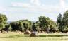 Olive trees in the countryside near the medieval white village of Ostuni
