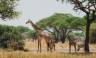 Safari Add-on Tour after Rongai Route
