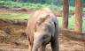 Annapurna to Chitwan: Walks & Wildlife