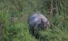 Annapurna to Chitwan: Walks & Wildlife