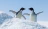 Antarctic Express: Fly South, Cruise North