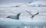 Antarctic Express: Fly South, Cruise North