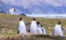 Penguins of the Far South: Falklands, South Georgia & Antarctica