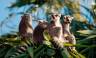 Madagascar Wildlife Adventure