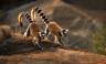 Madagascar Wildlife Adventure