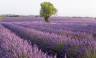 Discover Provence