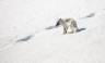 Svalbard in Spring: Sea Ice, Pristine Snow and Wildlife