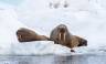 Svalbard in Spring: Sea Ice, Pristine Snow and Wildlife