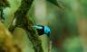 Ecuador Cloud Forest Add-on Tour