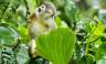 Amazon Add-on Tour – Napo Wildlife Center