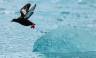 Spitsbergen Highlights: Wildlife Capital of the Arctic