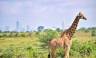 Mombasa Beach by Rail Add-on Tour