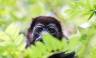 Howler monkey in Costa Rica