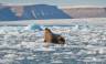 Canadian Arctic: Wildlife, Helicopters, & the Northwest Passage (Kangerlussuaq)